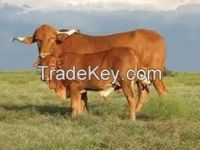 Live Dairy Cows and Pregnant Holstein Heifers Cow