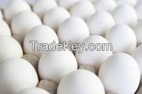 Fresh Table White Eggs, Duck egg, Fresh Quail Eggs