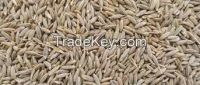 Cumin seeds