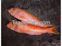 Red Mullet Sea Fish