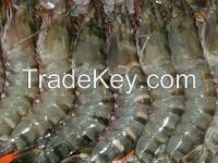 Frozen black tiger shrimp and vannamei shrimps