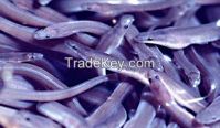 fresh water eel fish