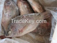 Frozen Whole Round Tilapia Fish