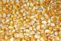 Yellow  maize