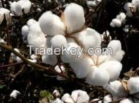 COTTON SEED