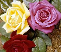 Long stem Fresh Cut Roses *****