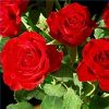 Live Fresh Cut Roses and Flowers  *****