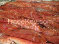 Frozen Red Mullet Sea Fish