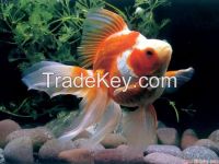 Red Tail Gold Arowana Fish, Dried Fresh Baby Shrimp, Fresh And Frozen Horse Mackerel Fish, Herring Fish , Dry Stockfish Fresh And Frozen Horse Mackerel Fish, Dry Stockfish, Seacucumber, Lobster