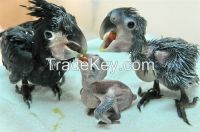 Black palm cockatoo Parrot Eggs and Parrots (Eggs Hatching Ratio 1:1, 100% Guaranteed) and Incubators For Sale