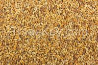 Quality Barley seed