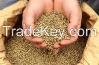 Organic Hemp Seeds