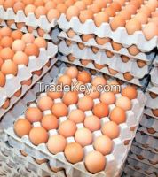 Fresh White & Brown Chicken Eggs