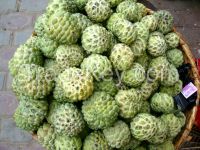 High quality Fresh Custard Apple