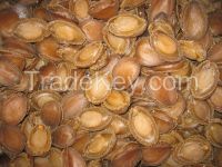 High quality Dried Abalone