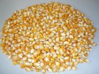 Fresh Corn , Yellow Corn, Maize , Frozen Corn, Popcorn