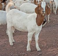 Pregnant Holstein Heifers Cow/Boer Goats, Live Sheep, 