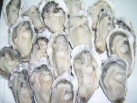 Sale Frozen Oyster