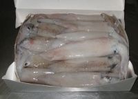 Frozen Loligo squid