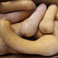 Top Quality Butternut Squash Seeds for Sale(Organic Seeds)