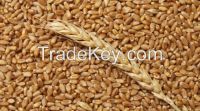 Wheat 100% Highest Quality origin of Kazakhstan