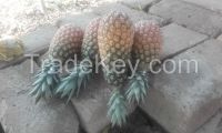 Sell fresh Pineapple