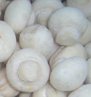 Sell frozen mushroom