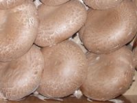 Sell Portobella mushroom