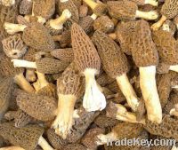 Sell dried morels