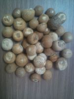 Betel nut from Vietnam