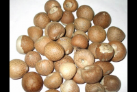 Betel nut, Areca nut from Vietnam good quality