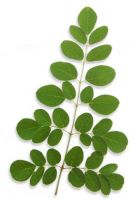 Sell MORINGA OLEIFERA LEAF POWDER and CAPSULES, MORINGA(Drumstick Tree