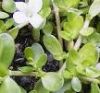 Sell Brahmi (Bacopa) Supplements - Mental Alertness, Stress, Natural B