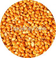Sell red millet seeds