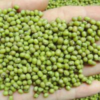 100% GREEN MUNG BEANS