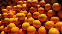 Fresh Sweet Valencia Oranges