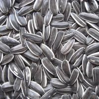 black striped sunflower seeds kernel 363 361 601 5009 3638 3939 1121