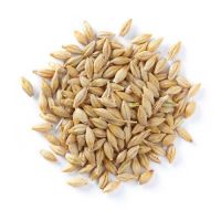 Barley for Sale