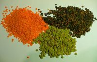 Red/Green Lentils for Sale