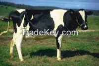 Quality Grade A Live Dairy Cows and Pregnant Holstein Heifers Cows Available