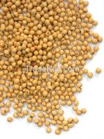 Organic Soybean