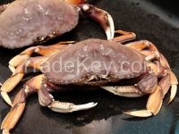 Live Dungeness Crabs