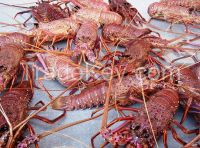 Live Rock Lobsters