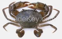 Live Mud Crabs