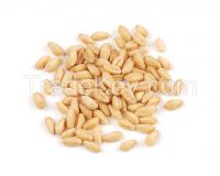 Wheat Grains