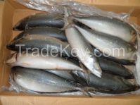 Frozen Mackerel Fish