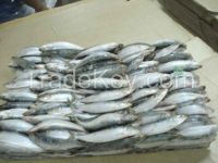 Frozen Sardine Fish