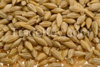 Barley Grains