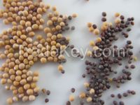 Mustard Seeds