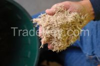 Sugarcane Bagasse